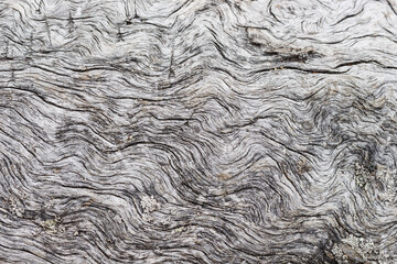 Texture of dead dried wood near the lake