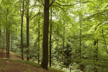 Fototapeta na wymiar Zielony, bukowy las koło miasta Żary, w Polsce.