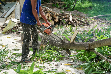 Hands of worker cutting the log by chainsaw machine with sawdust splash around. Motion blurred of sawing chainsaw
