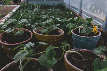 Greenhouse gardening 
