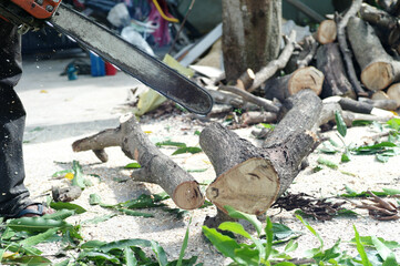 Hands of worker cutting the log by chainsaw machine with sawdust splash around. Motion blurred of sawing chainsaw