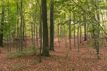 Zielony, bukowy las koło miasta Żary, w Polsce.