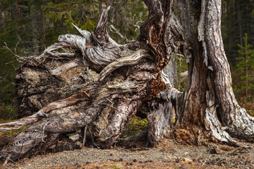 Fototapeta na wymiar A dead, twisted tree in a Swedish forest