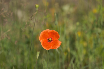 Czerwone kwiaty maków na łące.  © boguslavus