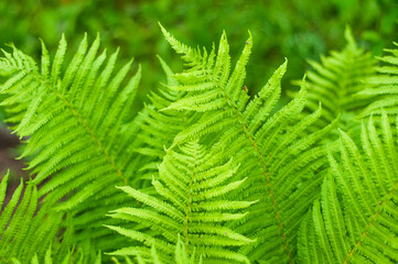 Perfect natural fern pattern. Beautiful background made with young green fern leaves. Color of kale.