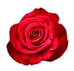 Naklejka premium red rose bouquet isolated on white background