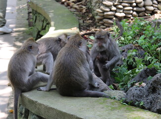 Naklejka na ściany i meble Famille de singes, forêt des singes d'Ubud à Bali, Indonésie