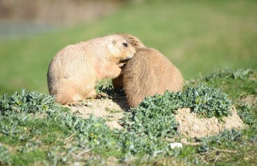 Cute and funny prairie dogs at the zoo