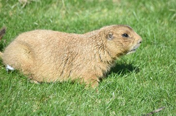 Cute and funny prairie dogs at the zoo
