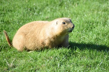 Cute and funny prairie dogs at the zoo