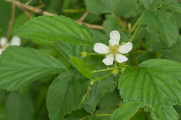 Kwiaty dzikiej jeżyny.