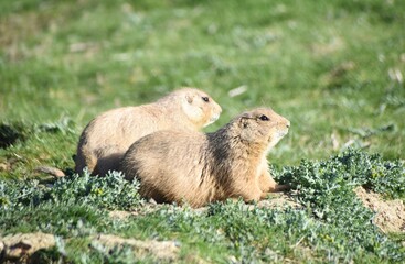 Cute and funny prairie dogs at the zoo