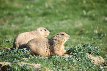 Cute and funny prairie dogs at the zoo