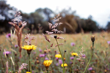 Beautiful flowers blooming in the pasture