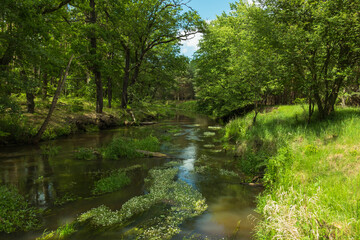 Rzeka Czerna płynąca przez las.