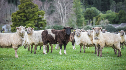 Obraz premium sheeps