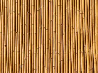 Yellow bamboo fence background.