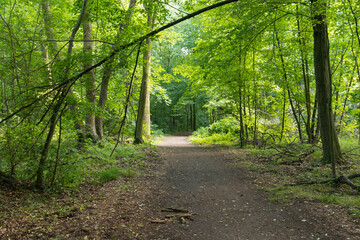 Owady zbierające nektar z kwiatów dzikiej róży. © boguslavus