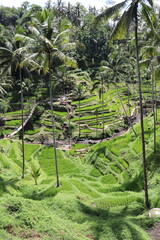 Rizi&egrave;res verdoyantes &agrave; Bali, Indon&eacute;sie