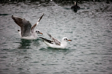 Sea gulls on the water in winter.