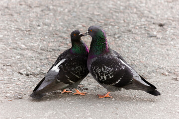Cooing pigeons. Street love. Street pigeons are kissing.
