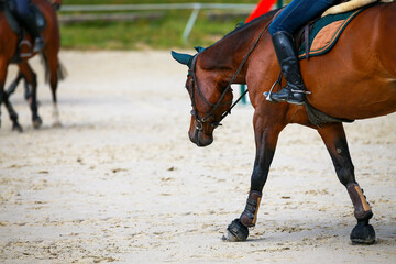 Show jumping horse brown in step with rider stretches on the long rein..