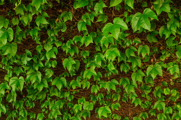 Green ivy creeper growing on veranda ceiling