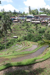Village et rizières à Bali, Indonésie