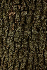 Bark of tree macro. Background closeup of a tree trunk.