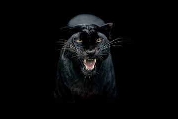 Black panther with a black background - obrazy, fototapety, plakaty