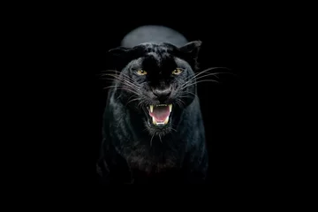 Poster Im Rahmen Schwarzer Panther mit schwarzem Hintergrund © AB Photography