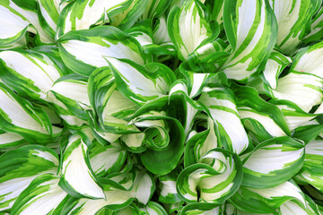 White-green leaves of hosta. Bush of hosta. Close up green leaves. Plants background. Summer plants...