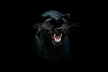 Fototapeten Schwarzer Panther mit schwarzem Hintergrund © AB Photography
