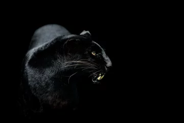 Outdoor-Kissen Schwarzer Panther mit schwarzem Hintergrund © AB Photography