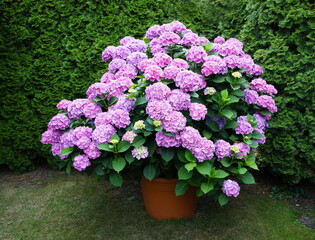hydrangea as a container plant