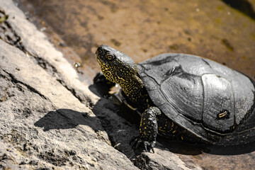 Naklejka premium European marsh turtle in a swamp close-up. Reptiles.