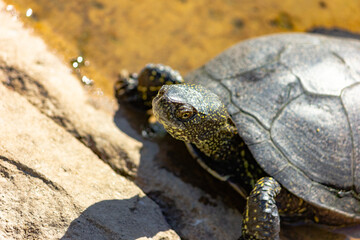 European marsh turtle in a swamp close-up. Reptiles.