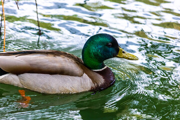 Male wild mallard duck swimming in a lake. Wild environment of migratory birds.