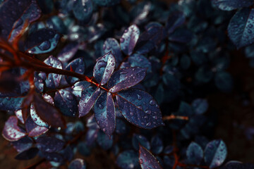 beautiful wet rose leaves after the rain