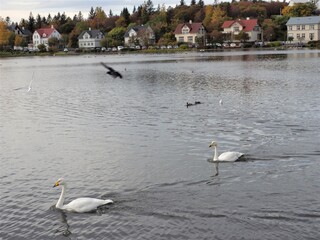 group of ducks and seagull in a lake