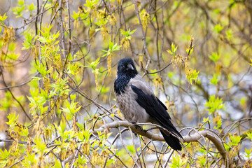 A young gray raven is sitting on a branch among the foliage.