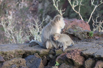 Singes du mont Batur à Bali, Indonésie	