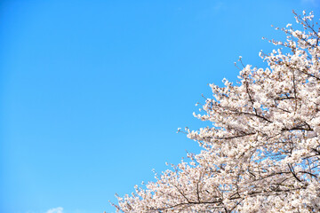 満開の桜