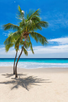 Sunny tropical beach with coco palms and the turquoise sea on Caribbean island. © lucky-photo