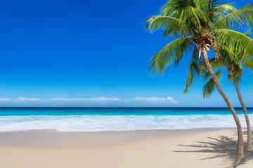 Foto op Plexiglas Paradijs zonnig strand met kokospalmen en turquoise zee. Zomervakantie en tropisch strand concept. © lucky-photo