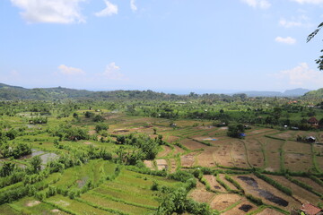 Fototapeta na wymiar Rizières à Bali, Indonésie