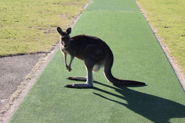 kangaroo
