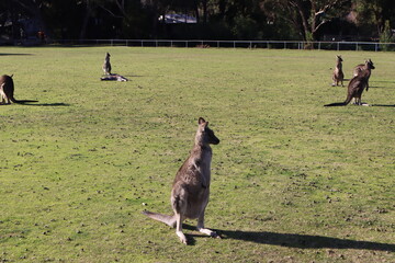 australian kangaroo jumping