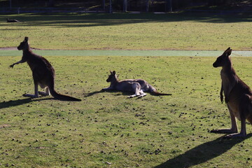 australian kangaroo in australia