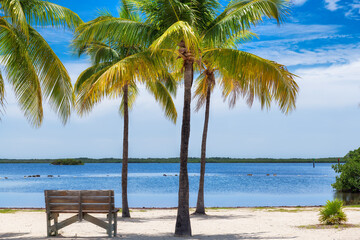 Fototapeta na wymiar Palm trees on a tropical beach with bench in shadow in Florida Keys.